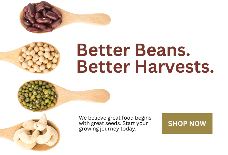 Bean Seeds